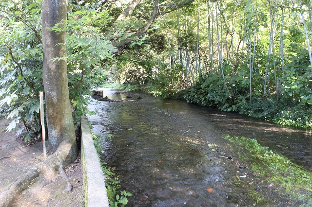 静岡県三島市のやたらきれいな川で川遊びしてきた