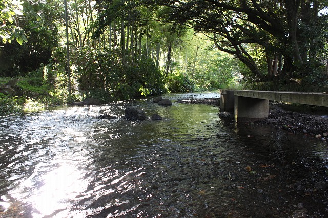 静岡県三島市のやたらきれいな川で川遊びしてきた