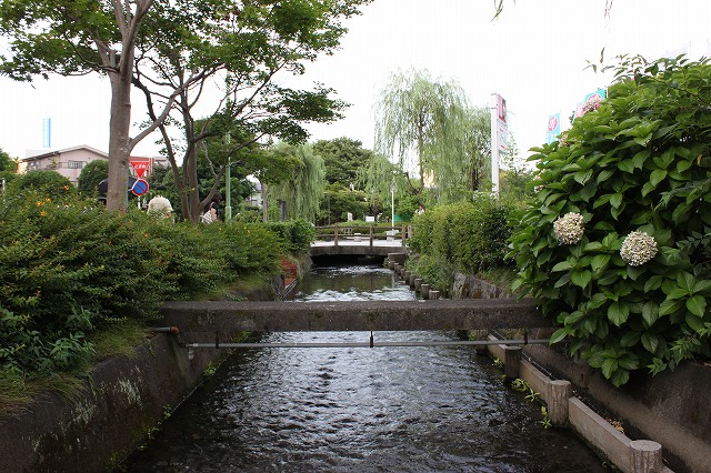 静岡県三島市のやたらきれいな川で川遊びしてきた