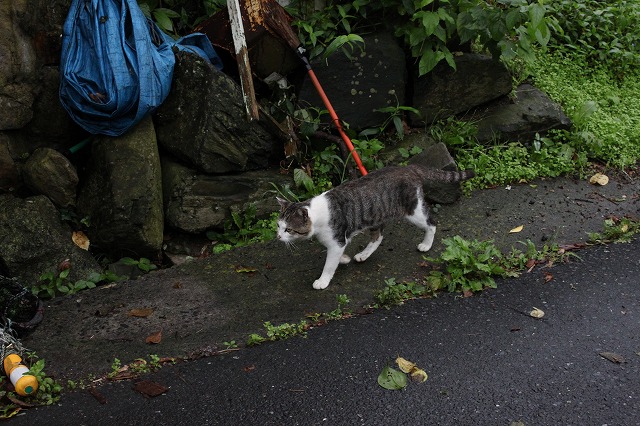 田代島のねこさん画像だよ