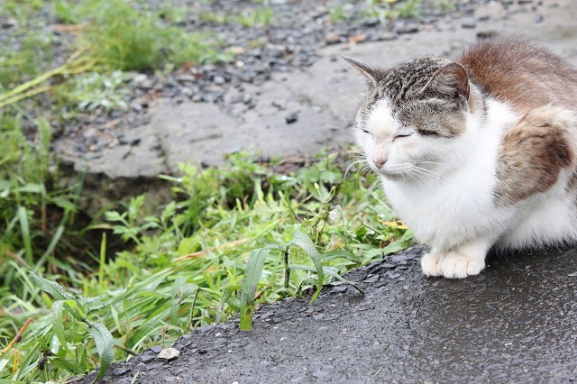 田代島のねこさん画像だよ