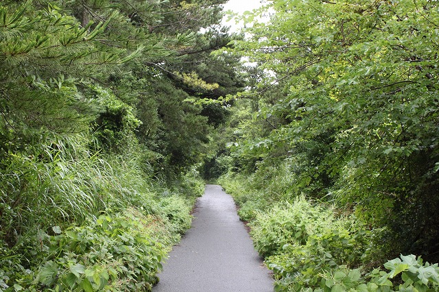 田代島の道画像だよ