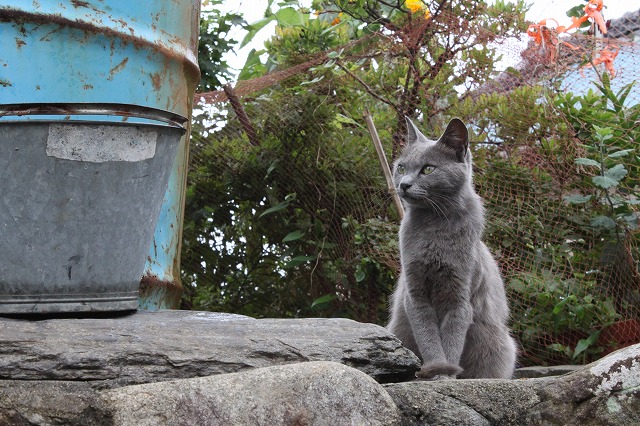 田代島の美人猫画像