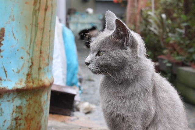 田代島の美人猫さんアップでとった画像だよ