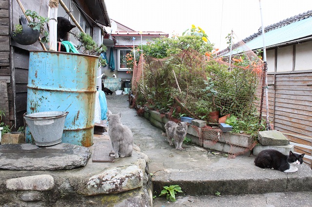 田代島のねこさん画像だよ