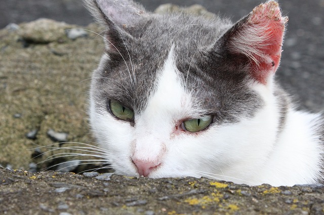 田代島のねこさん画像だよ