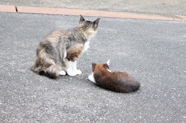 田代島のねこさん画像だよ