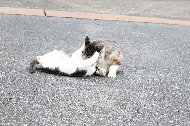 田代島のねこさん画像だよ