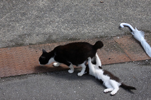 田代島のねこさん画像だよ