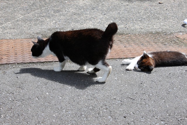 田代島のねこさん画像だよ