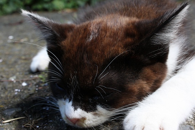 田代島のねこさんが自由な画像だよ