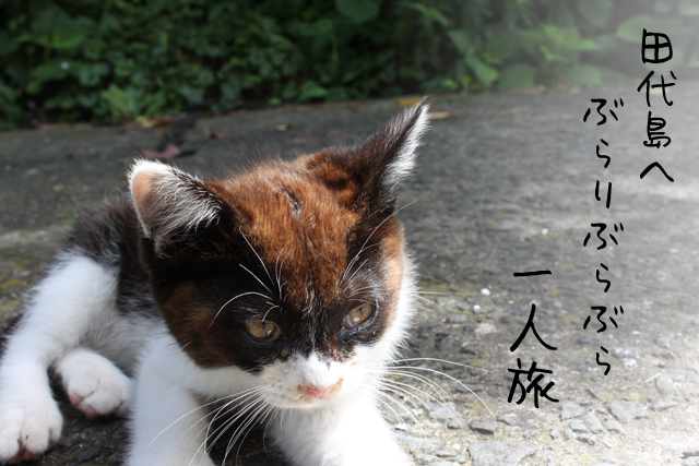 猫の島で有名な田代島へいってみたよ！自然もいっぱい！