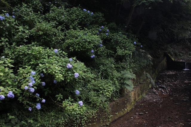 登山者数世界一、「高尾山」の自然研究路6号路を歩いてきた。_0140.jpg