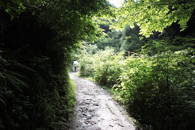 登山者数世界一、「高尾山」の自然研究路6号路を歩いてきた。_0178.jpg