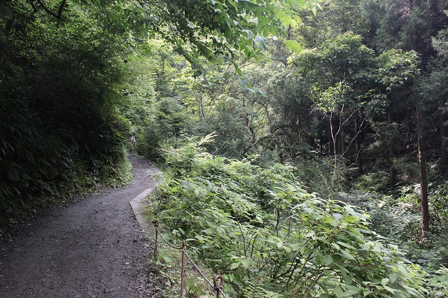 登山者数世界一、「高尾山」の自然研究路6号路を歩いてきた。_0184.jpg