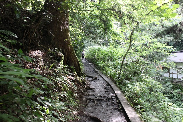 登山者数世界一、「高尾山」の自然研究路6号路を歩いてきた。_0201.jpg