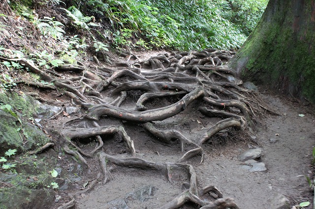 登山者数世界一、「高尾山」の自然研究路6号路を歩いてきた。_0209.jpg