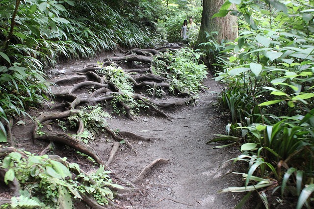 登山者数世界一、「高尾山」の自然研究路6号路を歩いてきた。_0212.jpg