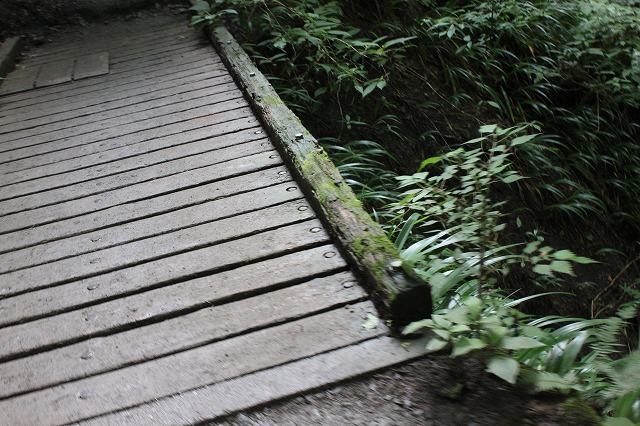 登山者数世界一、「高尾山」の自然研究路6号路を歩いてきた。_0214.jpg