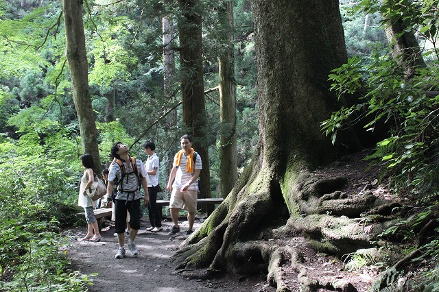 登山者数世界一、「高尾山」の自然研究路6号路を歩いてきた。_0224.jpg
