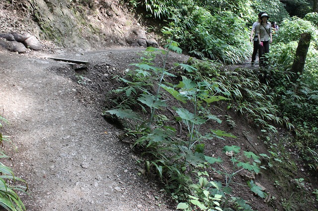 登山者数世界一、「高尾山」の自然研究路6号路を歩いてきた。_0229.jpg