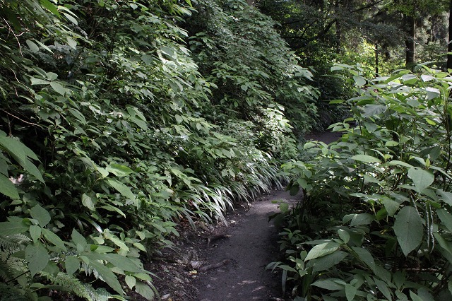 登山者数世界一、「高尾山」の自然研究路6号路を歩いてきた。_0234.jpg