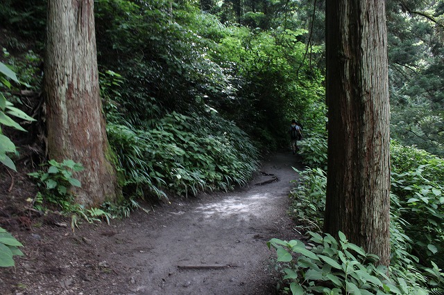 登山者数世界一、「高尾山」の自然研究路6号路を歩いてきた。_0244.jpg
