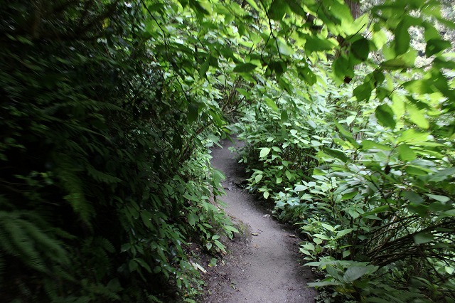 登山者数世界一、「高尾山」の自然研究路6号路を歩いてきた。_0247.jpg