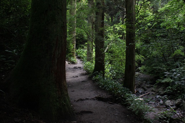 登山者数世界一、「高尾山」の自然研究路6号路を歩いてきた。_0262.jpg