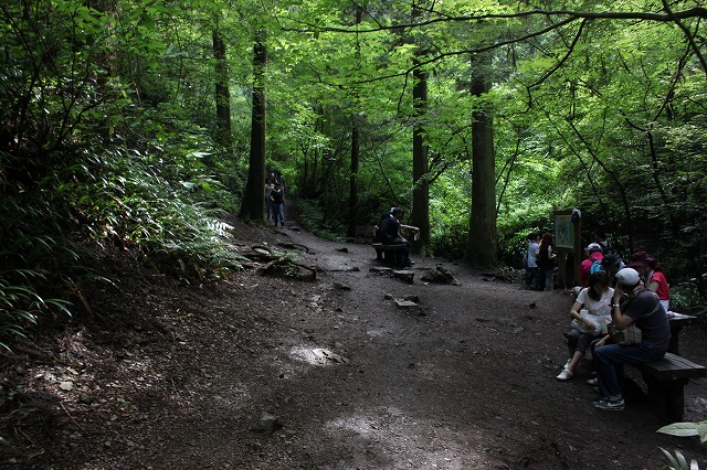 登山者数世界一、「高尾山」の自然研究路6号路を歩いてきた。_0265.jpg