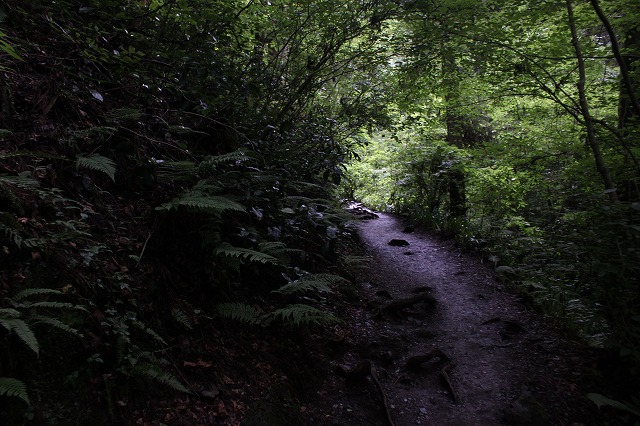 登山者数世界一、「高尾山」の自然研究路6号路を歩いてきた。_0272.jpg