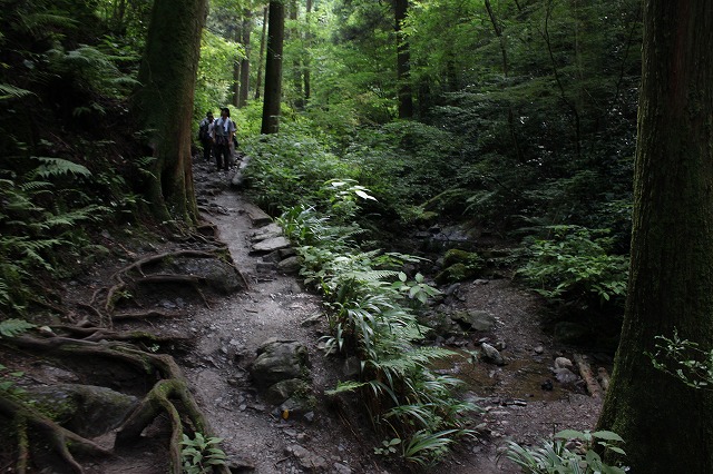 登山者数世界一、「高尾山」の自然研究路6号路を歩いてきた。_0290.jpg