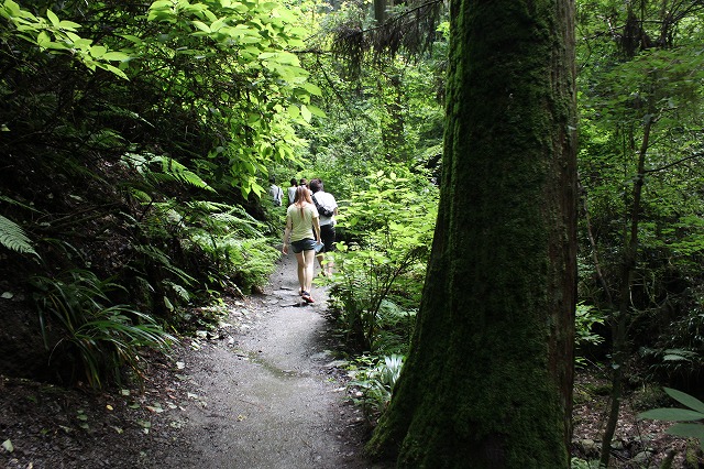 登山者数世界一、「高尾山」の自然研究路6号路を歩いてきた。_0293.jpg