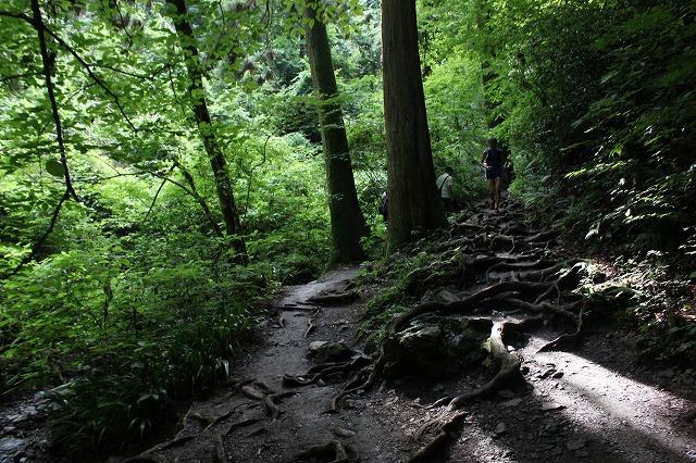 登山者数世界一、「高尾山」の自然研究路6号路を歩いてきた。_0314.jpg