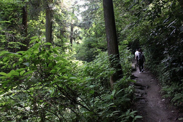 登山者数世界一、「高尾山」の自然研究路6号路を歩いてきた。_0320.jpg