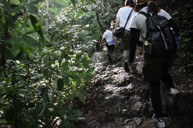 登山者数世界一、「高尾山」の自然研究路6号路を歩いてきた。_0354.jpg