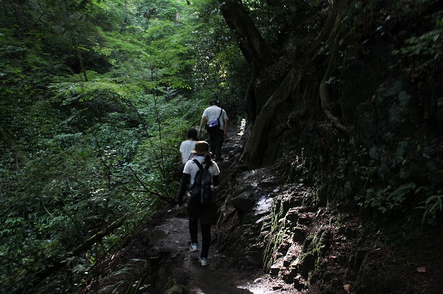 登山者数世界一、「高尾山」の自然研究路6号路を歩いてきた。_0356.jpg