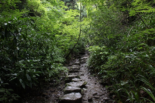 登山者数世界一、「高尾山」の自然研究路6号路を歩いてきた。_0360.jpg