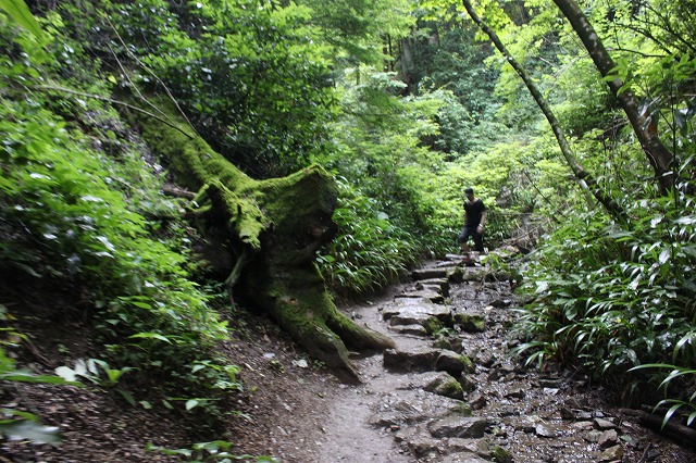 登山者数世界一、「高尾山」の自然研究路6号路を歩いてきた。_0367.jpg