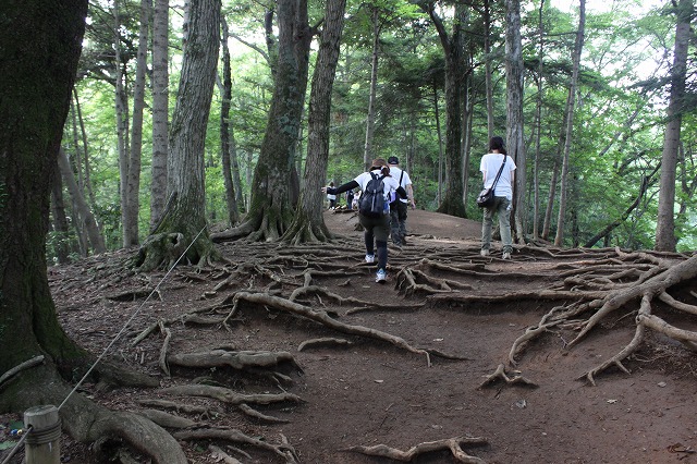 登山者数世界一、「高尾山」の自然研究路6号路を歩いてきた。_0394.jpg