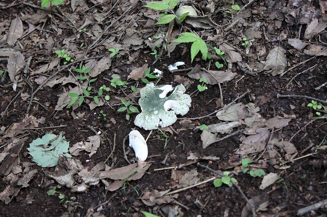 登山者数世界一、「高尾山」の自然研究路6号路を歩いてきた。_0404.jpg