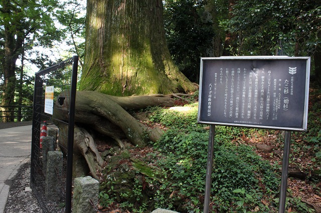 登山者数世界一、「高尾山」の自然研究路6号路を歩いてきた。_0576.jpg