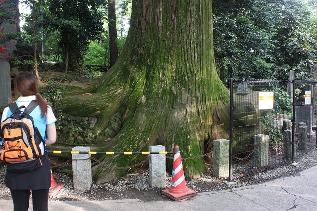 登山者数世界一、「高尾山」の自然研究路6号路を歩いてきた。_0578.jpg